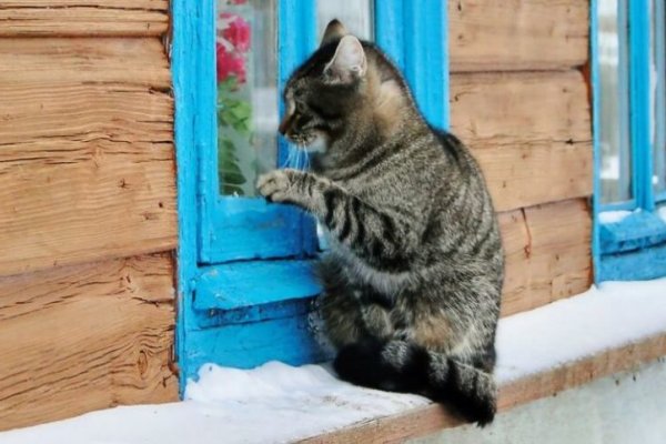 Сайт кракен войти